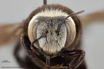 Media type: image;   Entomology 810832 Aspect: head frontal view